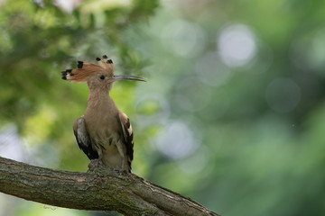 Ritratto di Upupa (Upupa epops)