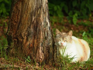 野良猫