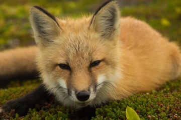 Red Fox