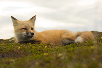 Red Fox