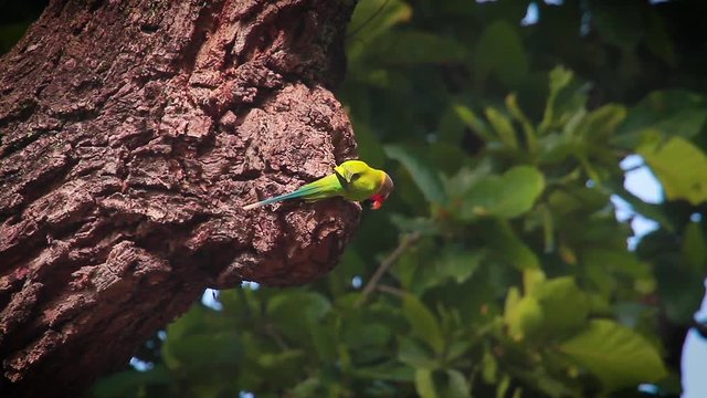 Plum-headed parakeet in Bardia national park, Nepal - specie Psittacula cyanocephala family of Psittacidae