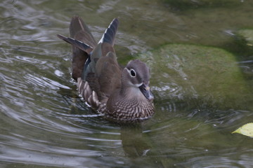 Mallard duck in the Lake