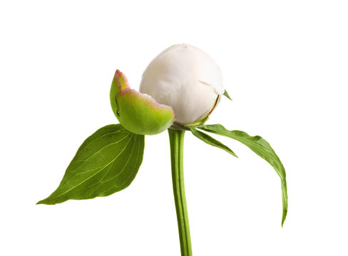 Beautiful bud of peony flower on white background