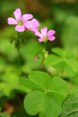 初夏に咲くピンクの小さな花