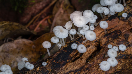 mushrooms in the forest