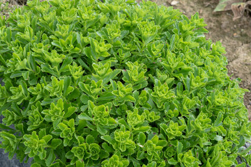 Small green ground-cover plant in the garden in summer