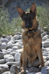 German Shepherd sitting on the pebble beach