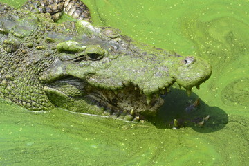 close up of salt water crocodile.