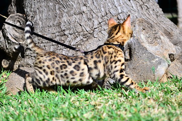 Gato bengali