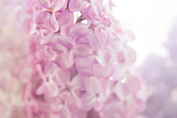 beautiful lilac flowers close-up