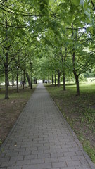 Fototapeta na wymiar Green Nature in Moscow