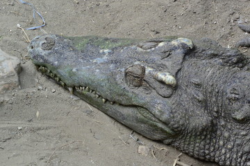 close up of salt water crocodile.