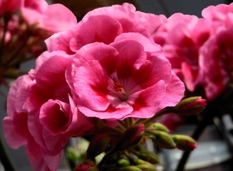 pretty flowers of geranium potted plant close up