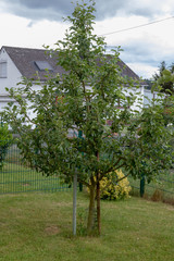 Junger Apfelbaum mit reifenden Äpfeln im Sommer