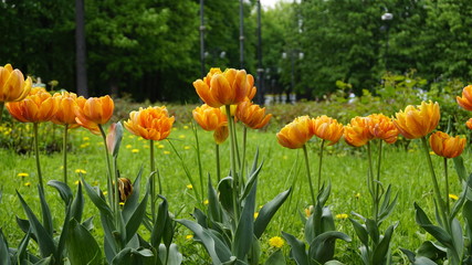 Green Nature in Moscow