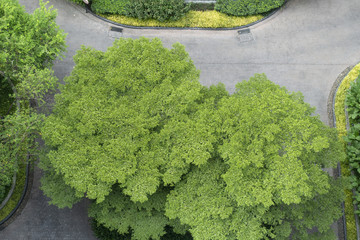 Aerial view of tree in the park.