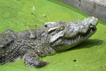close up of salt water crocodile.