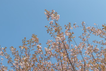 八重桜