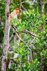 Proboscis monkey on tree