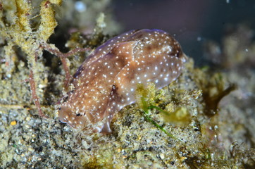 Fotografia submarina