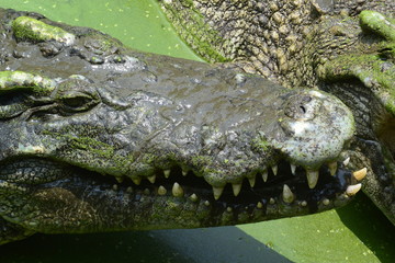 close up of salt water crocodile.