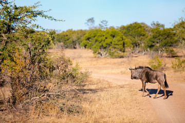 Fototapeta na wymiar Wildebeest in South Africa