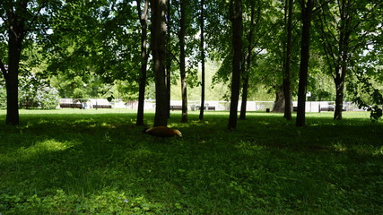 Green Nature in Russia Moscow