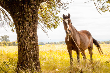 Caballo marrón debajo de un árbol, sobre pasto dorado mirando a la camara