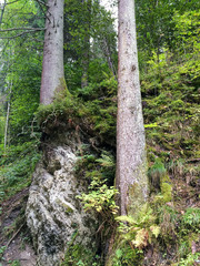 Two trees in the forest along the river in Schladming