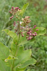Monarch Caterpillar on Milkweed