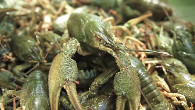 a lot of green live crayfish close-up.
