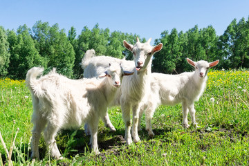 Obraz premium Goat on the grass