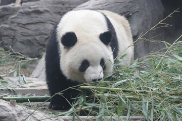Obraz na płótnie Canvas Famous Fluffy Male Panda name, Meng Lan, Beijing , China