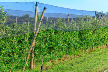 Fototapeta na wymiar Apple orchards with Protection net against hail