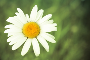 Daisy with Blurred Background