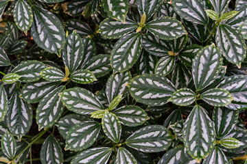 Fototapeta na wymiar tropical leaf texture background, dark green and white full frame