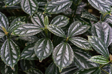 tropical leaf texture background, dark green and white full frame