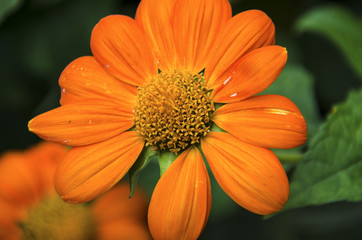 Marigold Flower