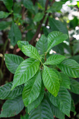 vibrant green leaves of breaking root, wild coffee, psychotria nervosa rubiaceae