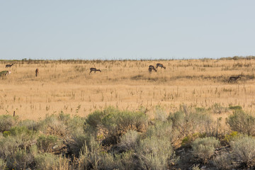 Fototapeta na wymiar Antelope grazing in grasslands near Great Salt Lake in Utah, USA.