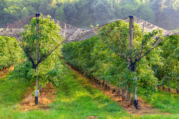 Apple orchards with Protection net against hail