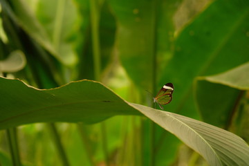 Glass winged butterfly