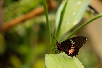 Red Spotted Butterfly With Black Wings