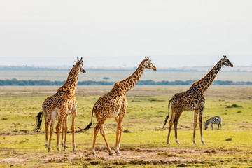Obraz na płótnie Canvas Giraffes in safari park