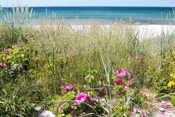 Heckenrosen im Sommer am Meer am Strand von Hiddensee