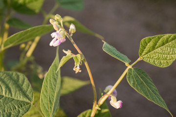 Flowering Bean Plants at Sunrise