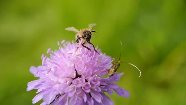 une abeille butine une fleur
