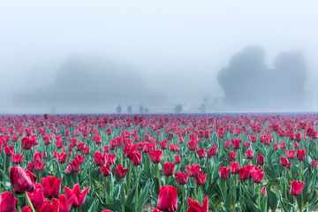 Fototapeta na wymiar Field of red tulips with morning fog and mist with silhouettes of barn and people