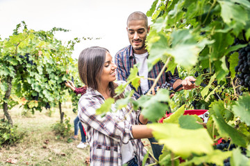 People harvesting in a vineyard