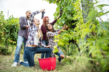 People harvesting in a vineyard